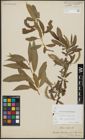 Foto von Salix alba L. x Salix pentandra L.